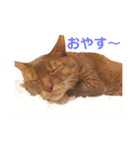ちゃまどぅスタンプ（個別スタンプ：38）