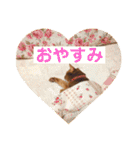 ちゃまどぅスタンプ（個別スタンプ：39）