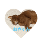 ちゃまどぅスタンプ（個別スタンプ：40）