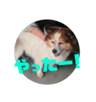 加代子とラッキー（個別スタンプ：6）