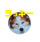 加代子とラッキー（個別スタンプ：7）