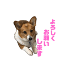 わが家のコーギー（個別スタンプ：4）