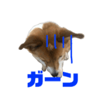 わが家のコーギー（個別スタンプ：10）