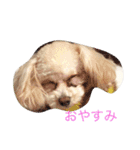 トイプードルのモナちゃん（個別スタンプ：2）
