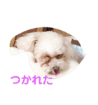 トイプードルのモナちゃん（個別スタンプ：6）