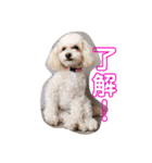 トイプードルのモナちゃん（個別スタンプ：13）