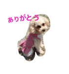 トイプードルのモナちゃん（個別スタンプ：18）