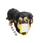 あまえんぼ犬（個別スタンプ：4）
