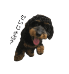 あまえんぼ犬（個別スタンプ：6）