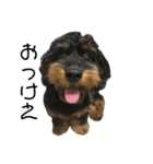 あまえんぼ犬（個別スタンプ：7）