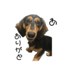 あまえんぼ犬（個別スタンプ：8）