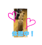 犬のタロちゃん（個別スタンプ：1）