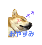 犬のタロちゃん（個別スタンプ：2）