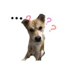 犬のタロちゃん（個別スタンプ：3）