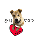 犬のタロちゃん（個別スタンプ：4）