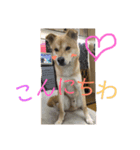 犬のタロちゃん（個別スタンプ：6）
