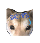 犬のタロちゃん（個別スタンプ：7）
