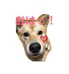 犬のタロちゃん（個別スタンプ：8）