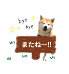 柴犬コロたん（個別スタンプ：20）