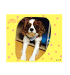 キャバリアのレフト（個別スタンプ：4）