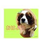 キャバリアのレフト（個別スタンプ：7）