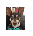ミニピンのグウィン アプ ニーズ（個別スタンプ：3）
