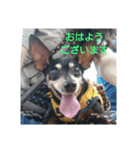 ミニピンのグウィン アプ ニーズ（個別スタンプ：6）