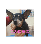 ミニピンのグウィン アプ ニーズ（個別スタンプ：7）