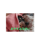 ミニピンのグウィン アプ ニーズ（個別スタンプ：11）