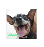 ミニピンのグウィン アプ ニーズ（個別スタンプ：19）