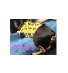 ミニピンのグウィン アプ ニーズ（個別スタンプ：20）