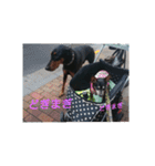 ミニピンのグウィン アプ ニーズ（個別スタンプ：25）