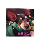 ミニピンのグウィン アプ ニーズ（個別スタンプ：26）