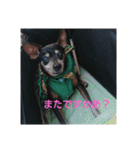 ミニピンのグウィン アプ ニーズ（個別スタンプ：27）