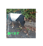 ミニピンのグウィン アプ ニーズ（個別スタンプ：32）