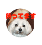 淳子とマリー（個別スタンプ：12）