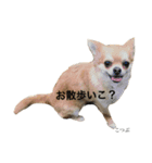 私はこつぶ。（個別スタンプ：3）