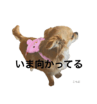 私はこつぶ。（個別スタンプ：9）