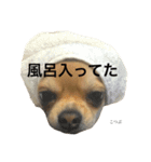 私はこつぶ。（個別スタンプ：11）