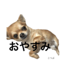 私はこつぶ。（個別スタンプ：14）
