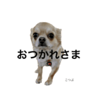 私はこつぶ。（個別スタンプ：16）