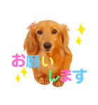 可愛い ミニチュアダックス はなちゃん！（個別スタンプ：3）