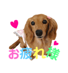 可愛い ミニチュアダックス はなちゃん！（個別スタンプ：4）