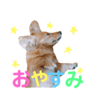 可愛い ミニチュアダックス はなちゃん！（個別スタンプ：5）