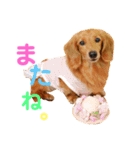 可愛い ミニチュアダックス はなちゃん！（個別スタンプ：10）