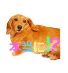 可愛い ミニチュアダックス はなちゃん！（個別スタンプ：13）