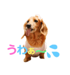 可愛い ミニチュアダックス はなちゃん！（個別スタンプ：15）
