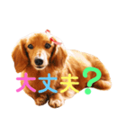 可愛い ミニチュアダックス はなちゃん！（個別スタンプ：17）