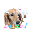 可愛い ミニチュアダックス はなちゃん！（個別スタンプ：19）