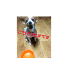 世界で1番可愛い犬（個別スタンプ：3）